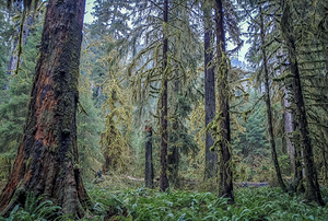 Hoh Rainforest
