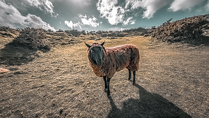 Faerie Circle Friend