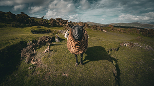 Sheep in the Faerie Circle