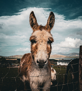 Faerie Circle II by Massey Original