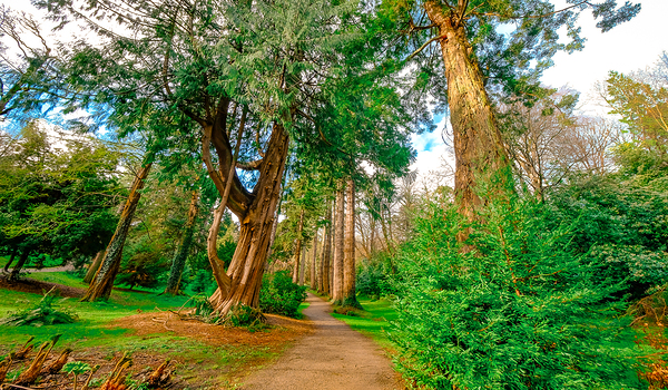 Powerscourt Gardens Print