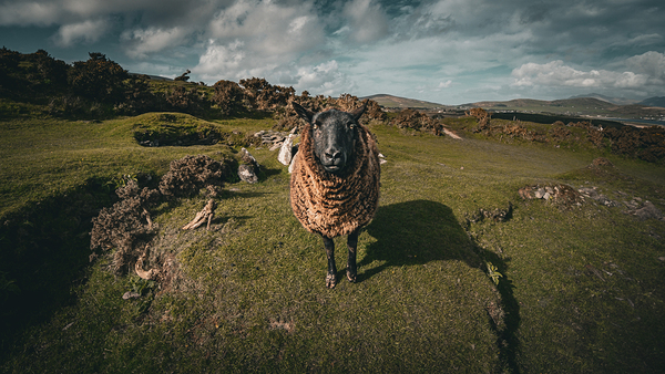 Sheep in the Faerie Circle Print