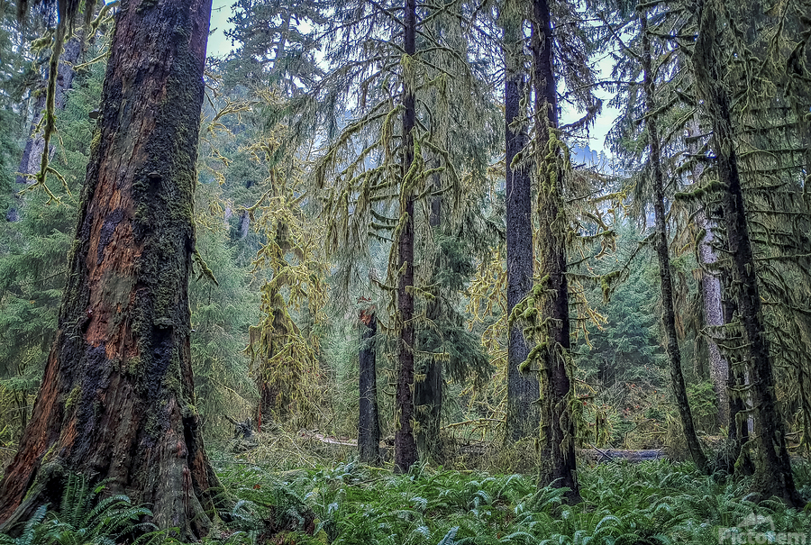 Hoh Rainforest  Print