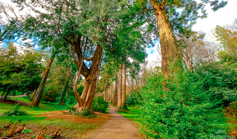 Powerscourt Gardens  Print