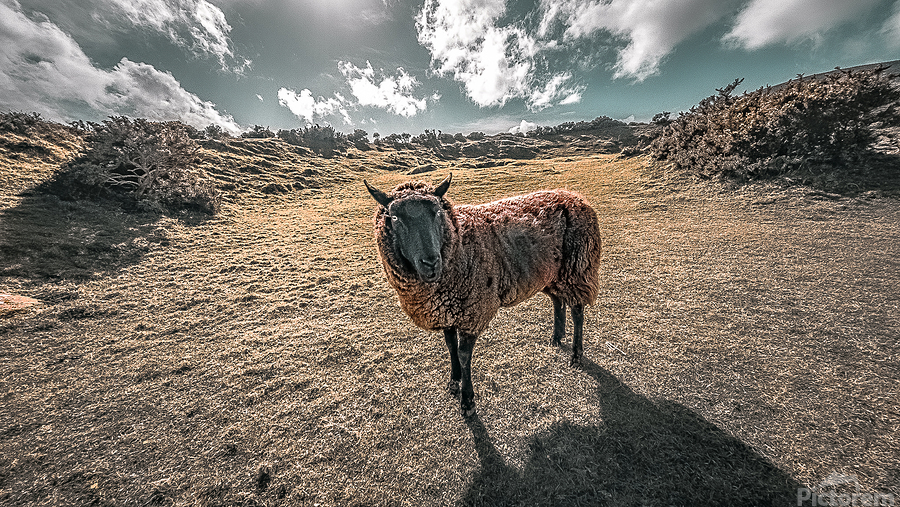 Faerie Circle Friend  Print