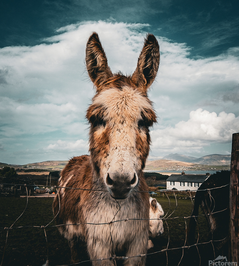 Faerie Circle II  Print