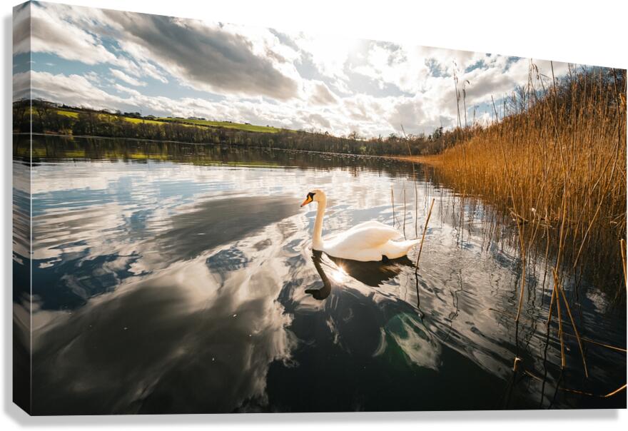 Swan Canvas Print