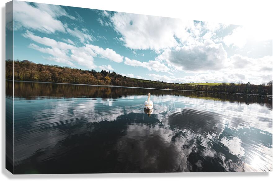 Swan I Canvas Print