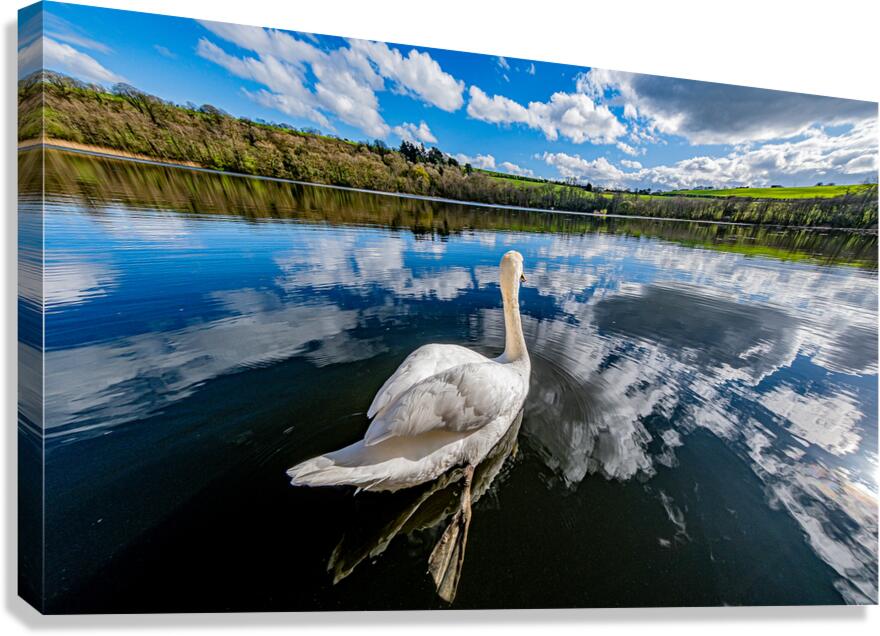 Swan II Canvas Print