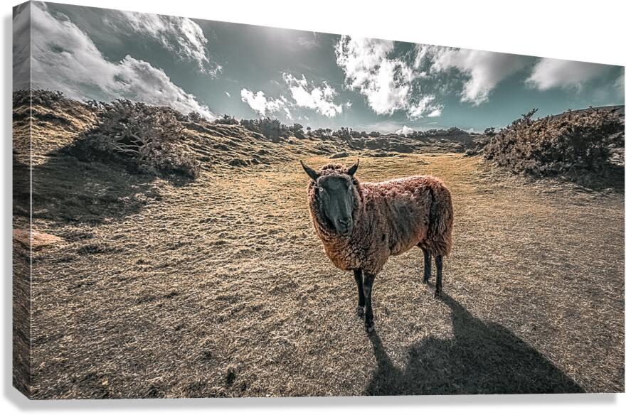 Faerie Circle Friend Canvas Print