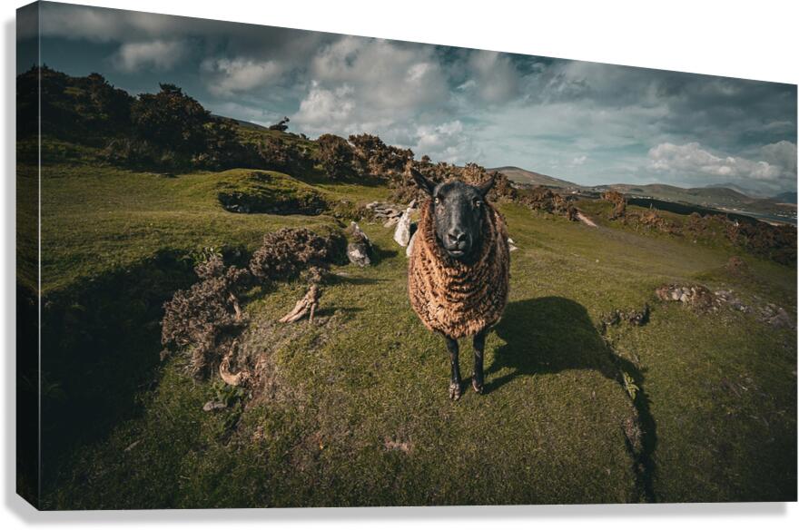 Sheep in the Faerie Circle Canvas Print