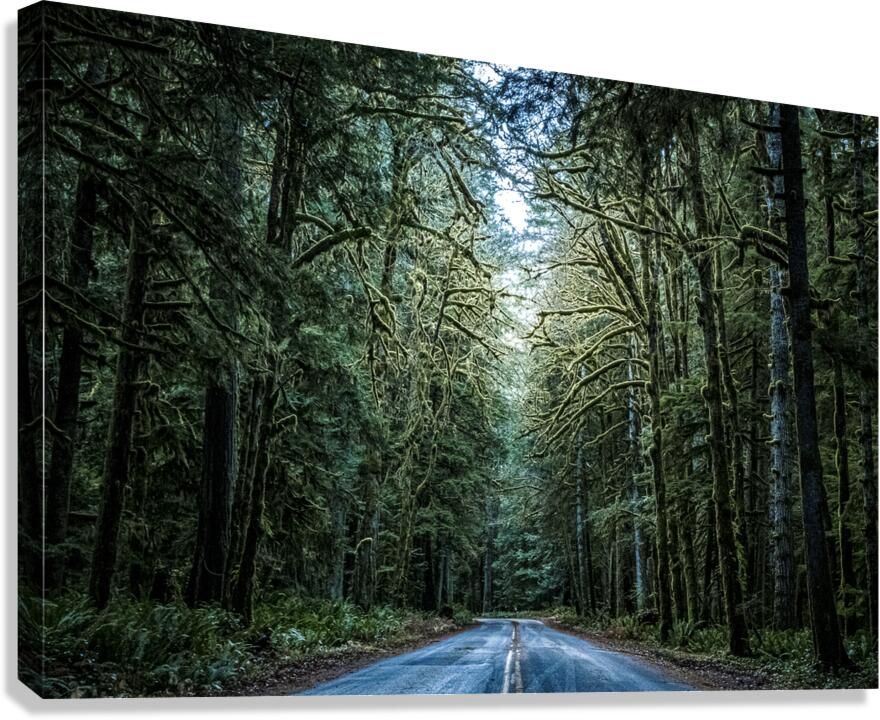 A Forest Canvas Print