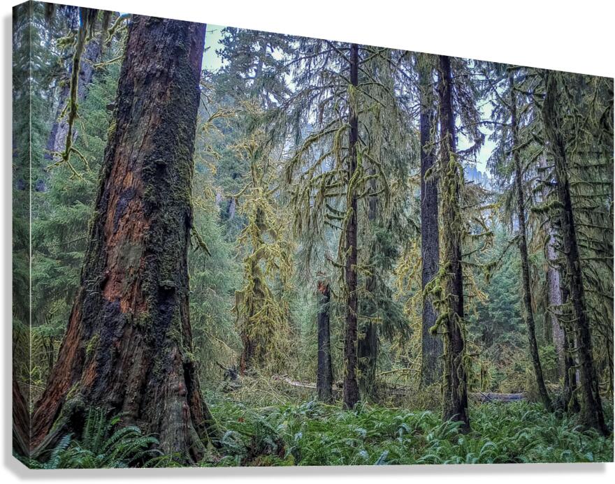 Hoh Rainforest Canvas Print