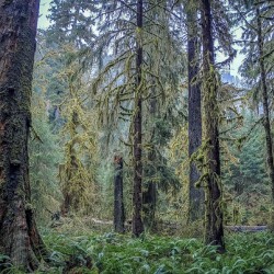 Hoh Rainforest