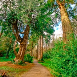 Powerscourt Gardens