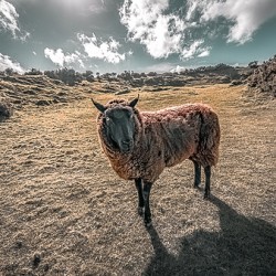 Faerie Circle Friend