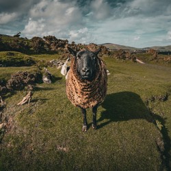 Sheep in the Faerie Circle