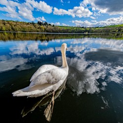 Swan II