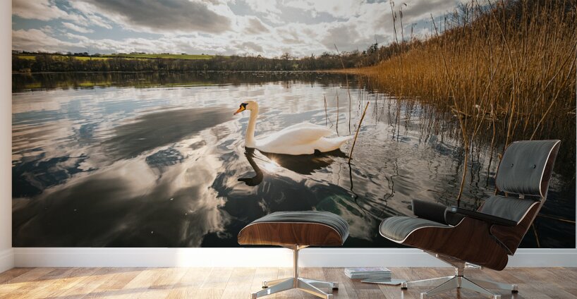 Swan Wall Murals