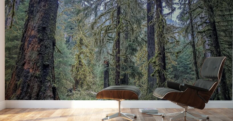 Hoh Rainforest Wall Murals