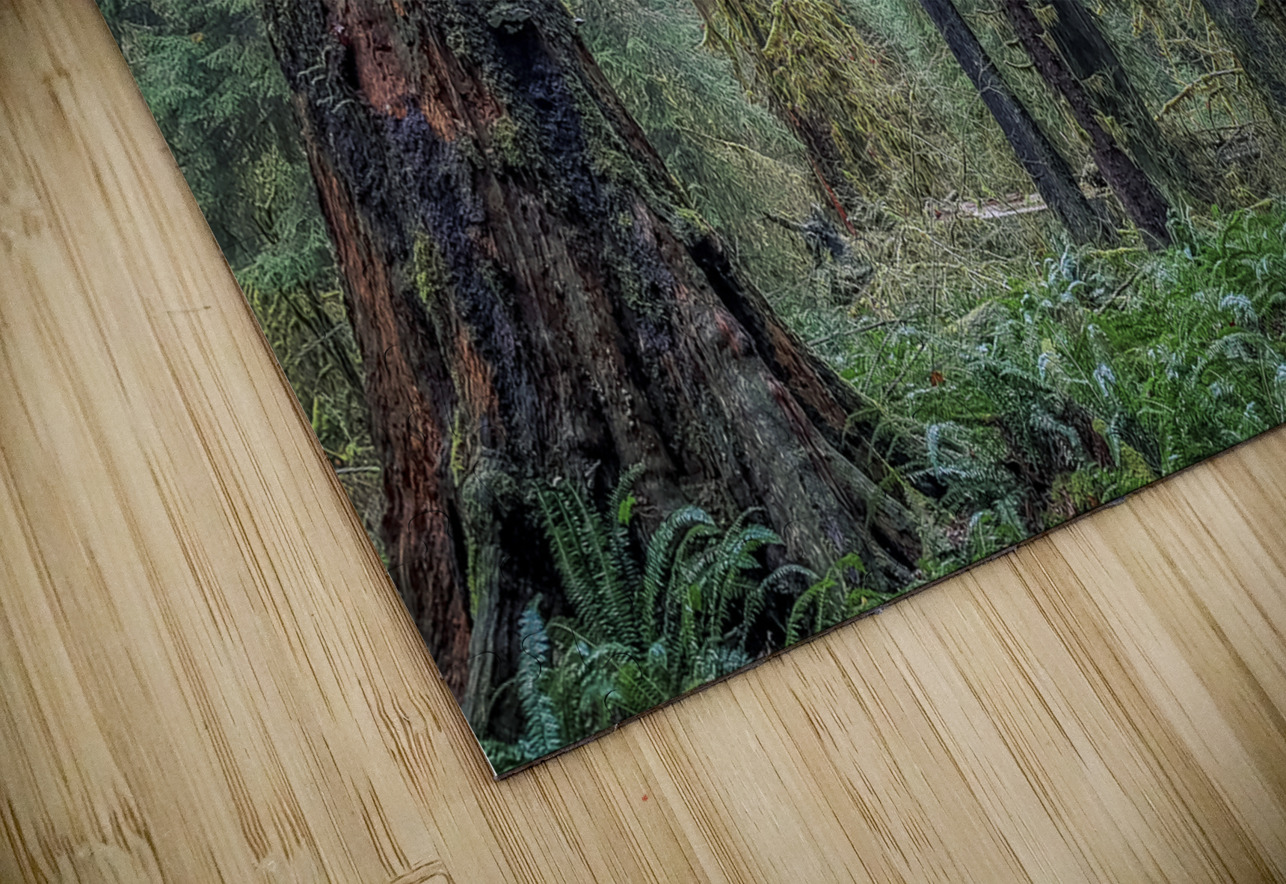 Hoh Rainforest Massey Original Puzzle