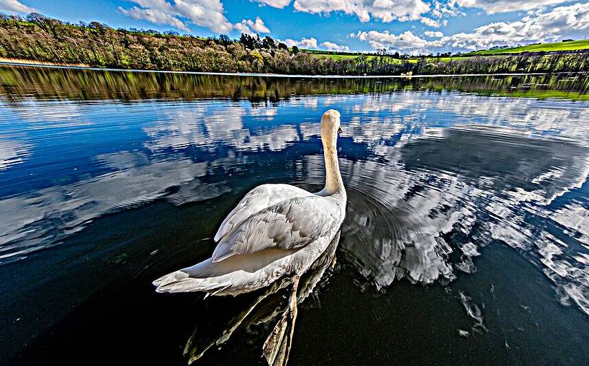 Swan II by Massey Original