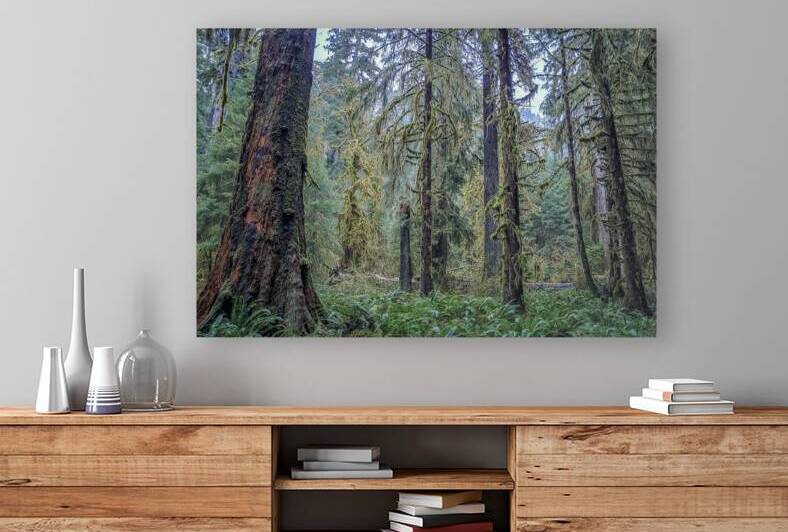 Hoh Rainforest by Massey Original